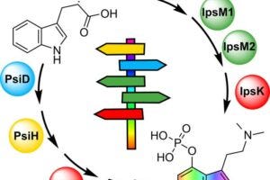 Two paths lead to the same molecule: Independently of each other, different genera of ‘magic mushrooms’ have developed two different enzyme pathways that produce the same psychoactive substance, psilocybin – a rare example of convergent evolution in natural product biosynthesis.