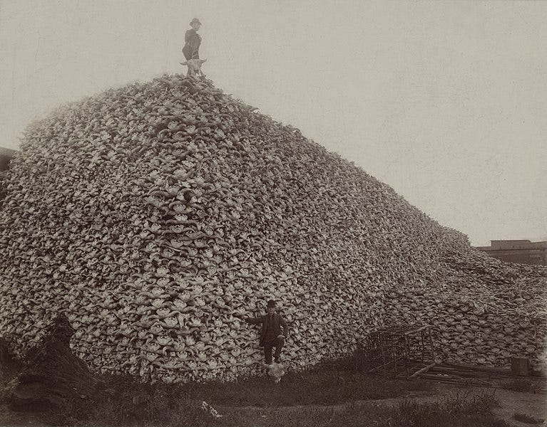File:Bison skull pile edit.jpg File:Bison skull pile edit.jpg