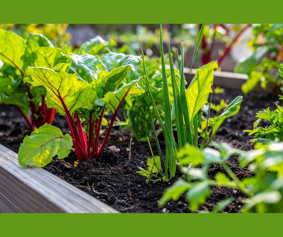 close up of beets and onions in a raised bed