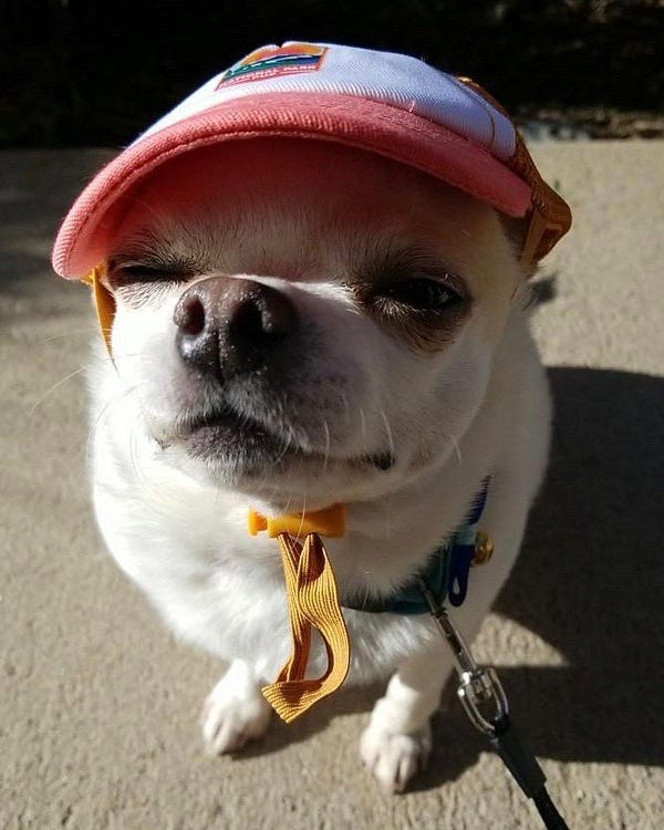 a closer view of the little white pup wearing a red-brimmed baseball cap. he's winking at you omg he's so cool