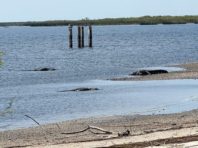 The Everglades: A History of Failed Drainage Attempts