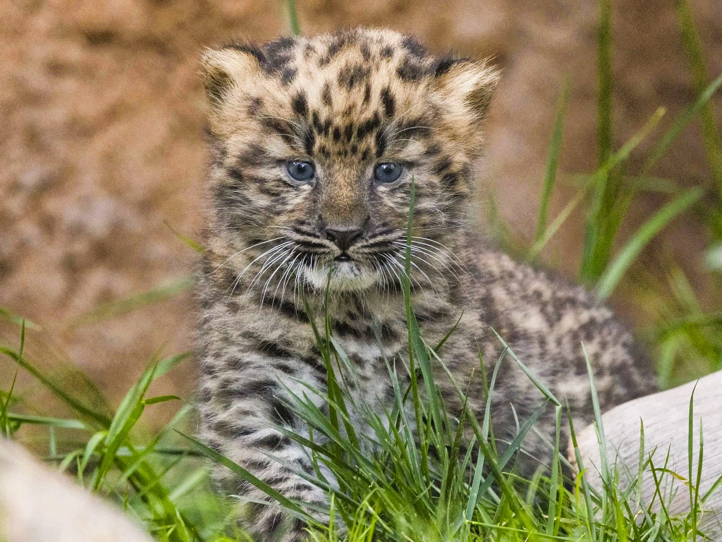 Leopardo de Amur