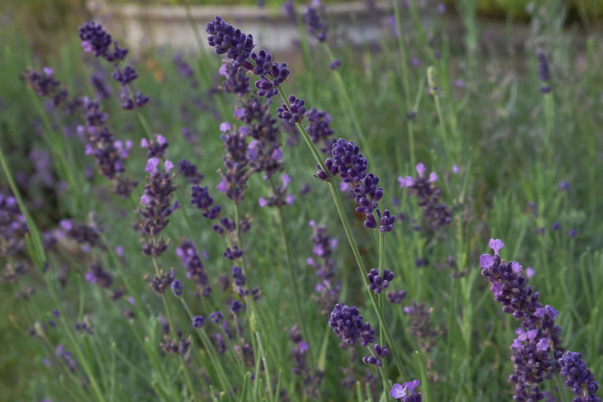 hidcote lavender plants hidcote lavender plants