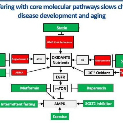 Slow Aging and Delay Chronic Disease Development