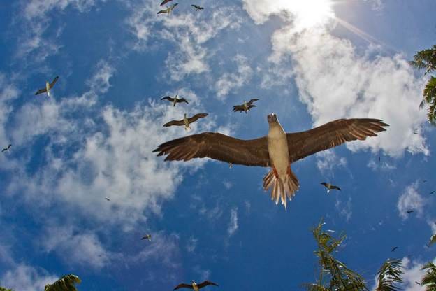 A bird flying in the sky

AI-generated content may be incorrect.