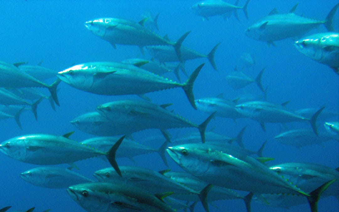 StarKist Tuna Linked to Forced Labour Allegations