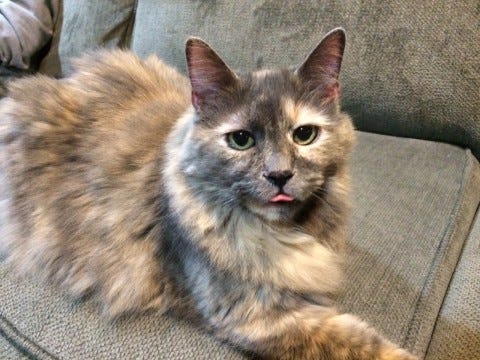 Aria_Blep_Cats'_Coloring_Determines_Aggression Aria_Blep_Cats'_Coloring_Determines_Aggression