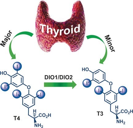 Chemistry and Biology in the Biosynthesis and Action of Thyroid ... Chemistry and Biology in the Biosynthesis and Action of Thyroid ...