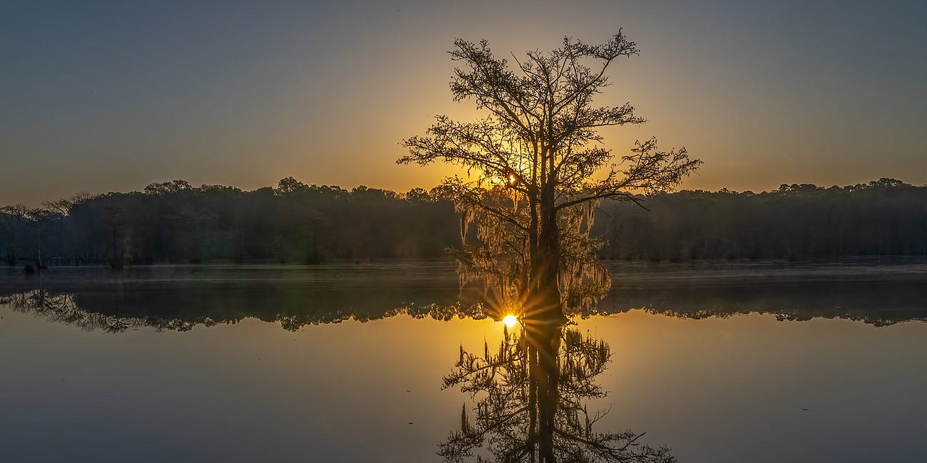 Top 5 State Parks for Camping and Hiking in Louisiana