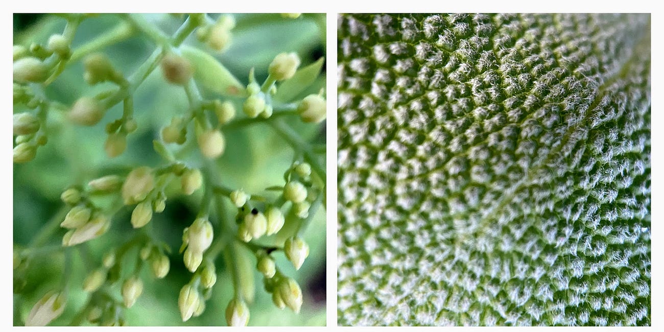 Botanica humana