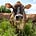 Rocky Ridge Dairy's avatar