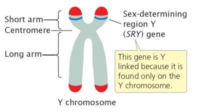 sex-linked gene