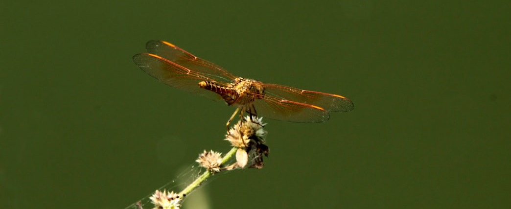 a dragonfly sitting on top of a flower next to a body of water