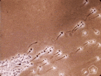 Sperm GIFs - Find & Share on GIPHY