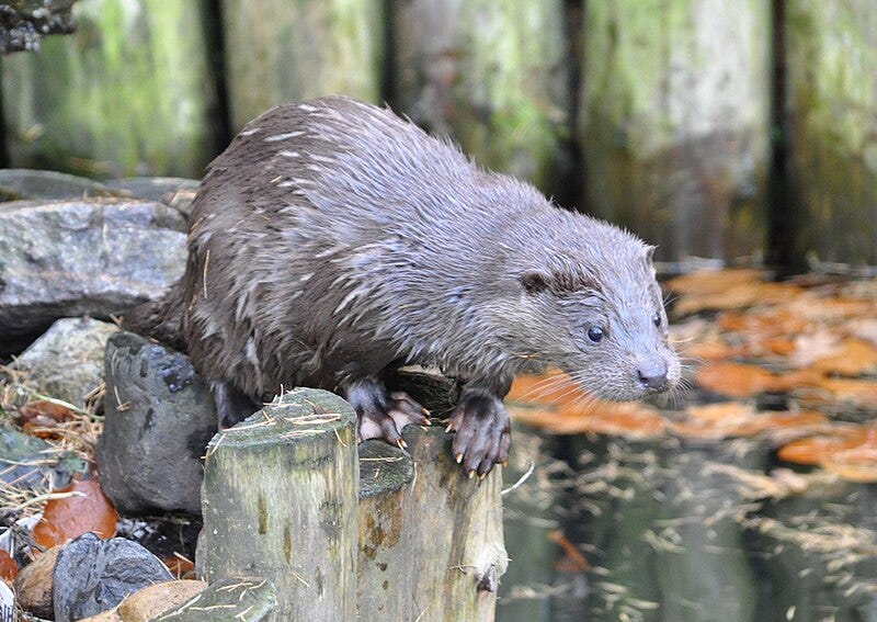 European Otter (''Lutra lutra'') in the Lüneburg Heath wildlife park, Germany. European Otter (''Lutra lutra'') in the Lüneburg Heath wildlife park, Germany.