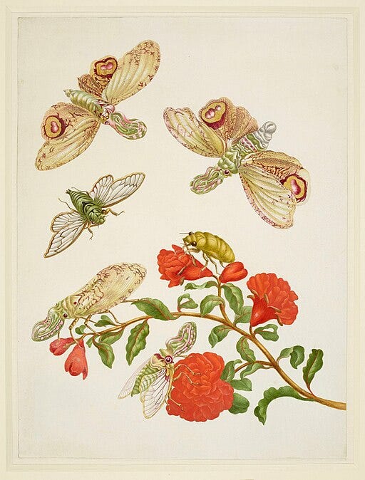 Illustrazione naturalistica realizzata da Maria Sibylla Merian che raffigura un ramo di melograno con esemplari di Fulgora laternaria e cicala. li insetti sono rappresentati su un ramo fiorito con grandi fiori rossi, con estrema precisione nei dettagli delle ali, dei colori e delle texture. L'opera unisce accuratezza scientifica e sensibilità artistica. Illustrazione naturalistica realizzata da Maria Sibylla Merian che raffigura un ramo di melograno con esemplari di Fulgora laternaria e cicala. li insetti sono rappresentati su un ramo fiorito con grandi fiori rossi, con estrema precisione nei dettagli delle ali, dei colori e delle texture. L'opera unisce accuratezza scientifica e sensibilità artistica.