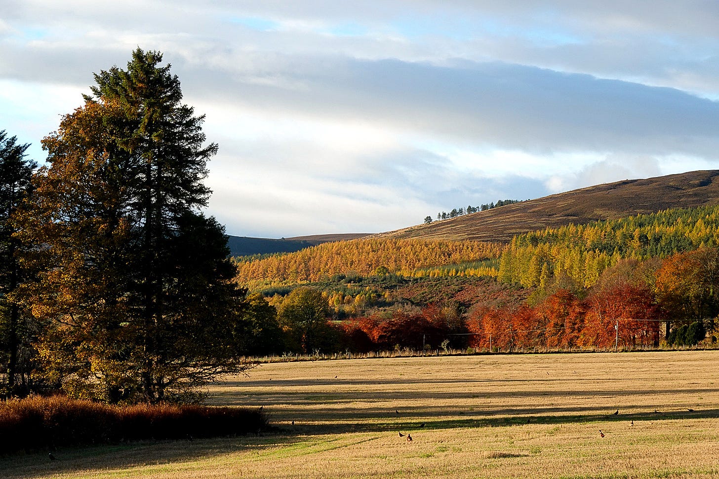Autumn colour on the eastern Grampians, Scotland: flame red beech and golden larch