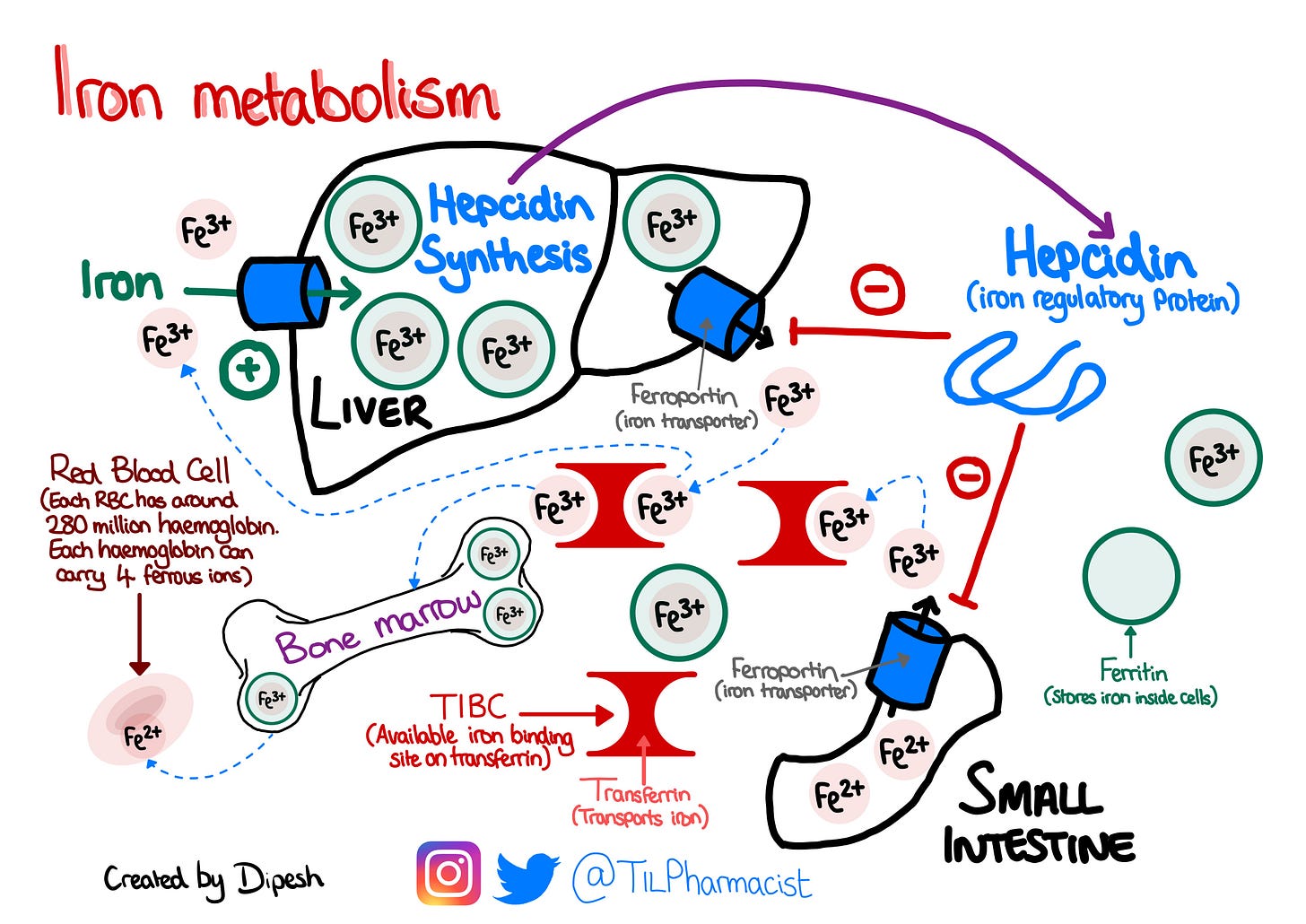 Iron metabolism, from TILpharmacist Iron metabolism, from TILpharmacist