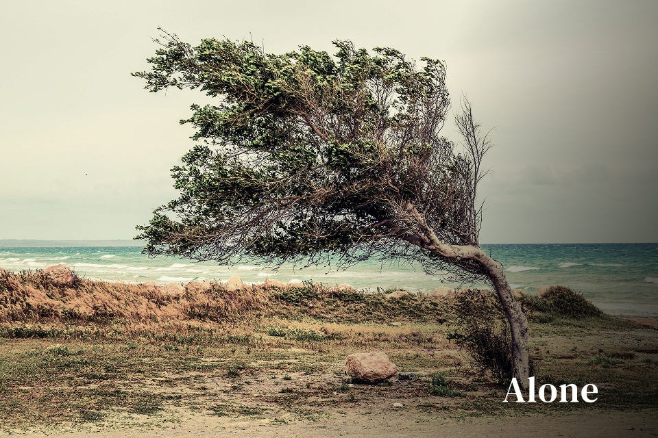A single bended tree standing in wind and weather and in the background the sea