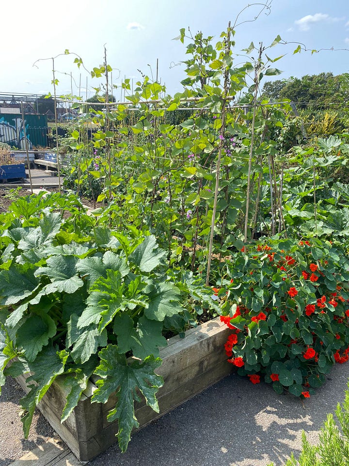 Huge thanks to Alex for how she’s helped nurture and transform the garden this year