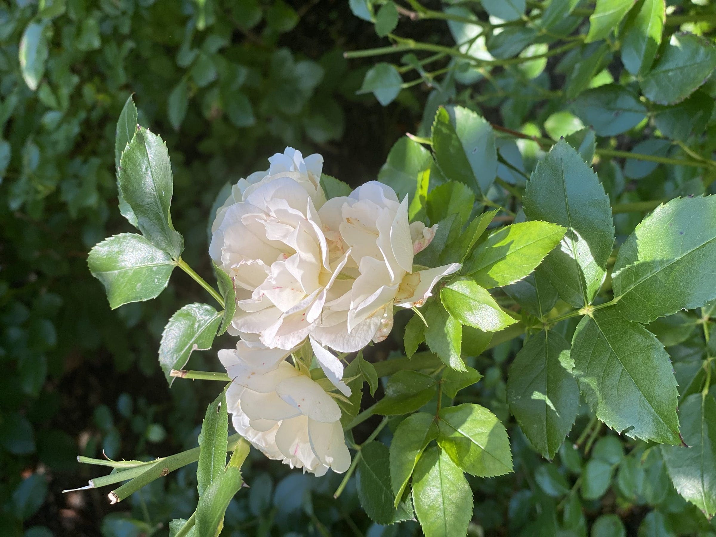 A close-up of delicate white roses surrounded by lush green leaves, showcasing the beauty of nature, My Forever Son, Healing from Grief: Nature's Resilience and Hope
