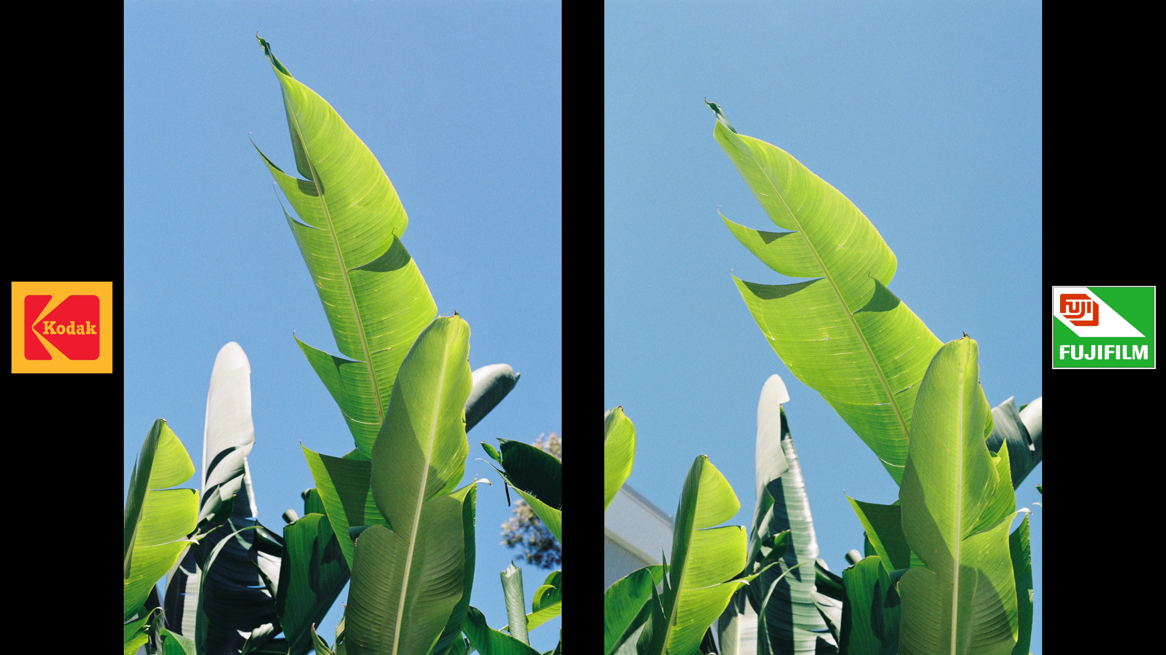 A Closer Look At Fuji vs Gold - ISSUE 29 - by Lucy Lumen