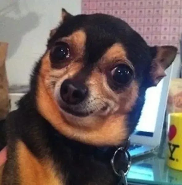 8 memes de cachorro para alegrar seu dia