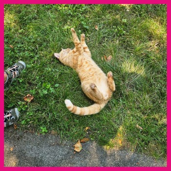 A cat lying on its back in the grass

AI-generated content may be incorrect.