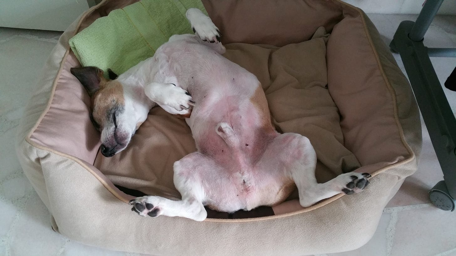 Toto Jack Russell Terrier is the freest being ever.