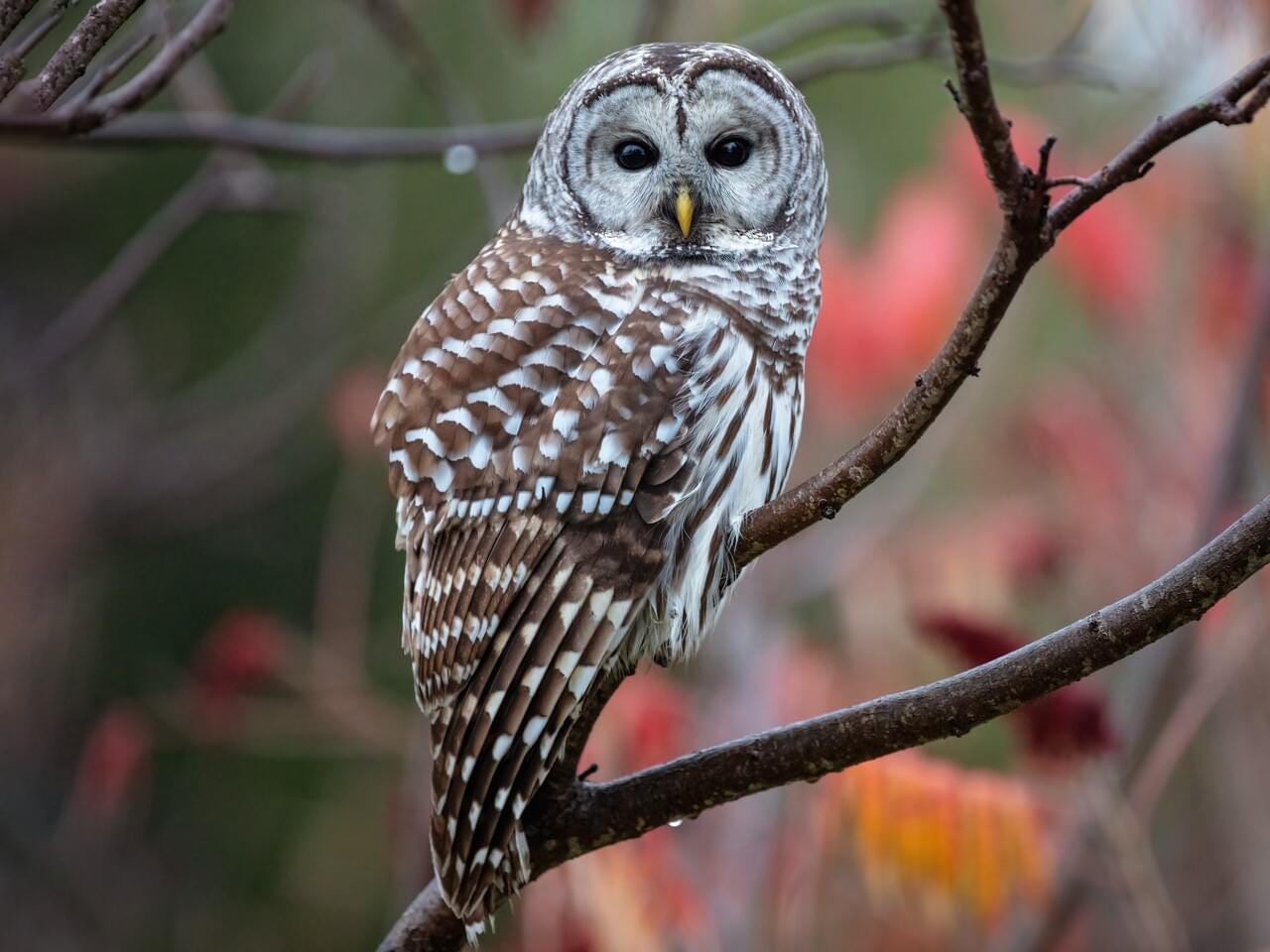 Barred Owl Adult