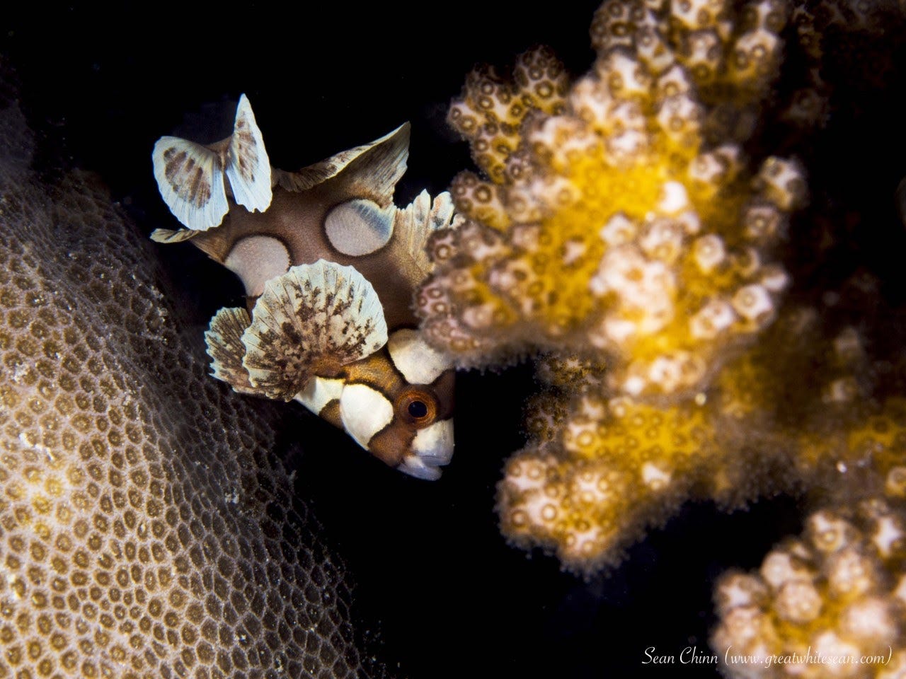 Juvenile harlequin sweetlips Juvenile harlequin sweetlips