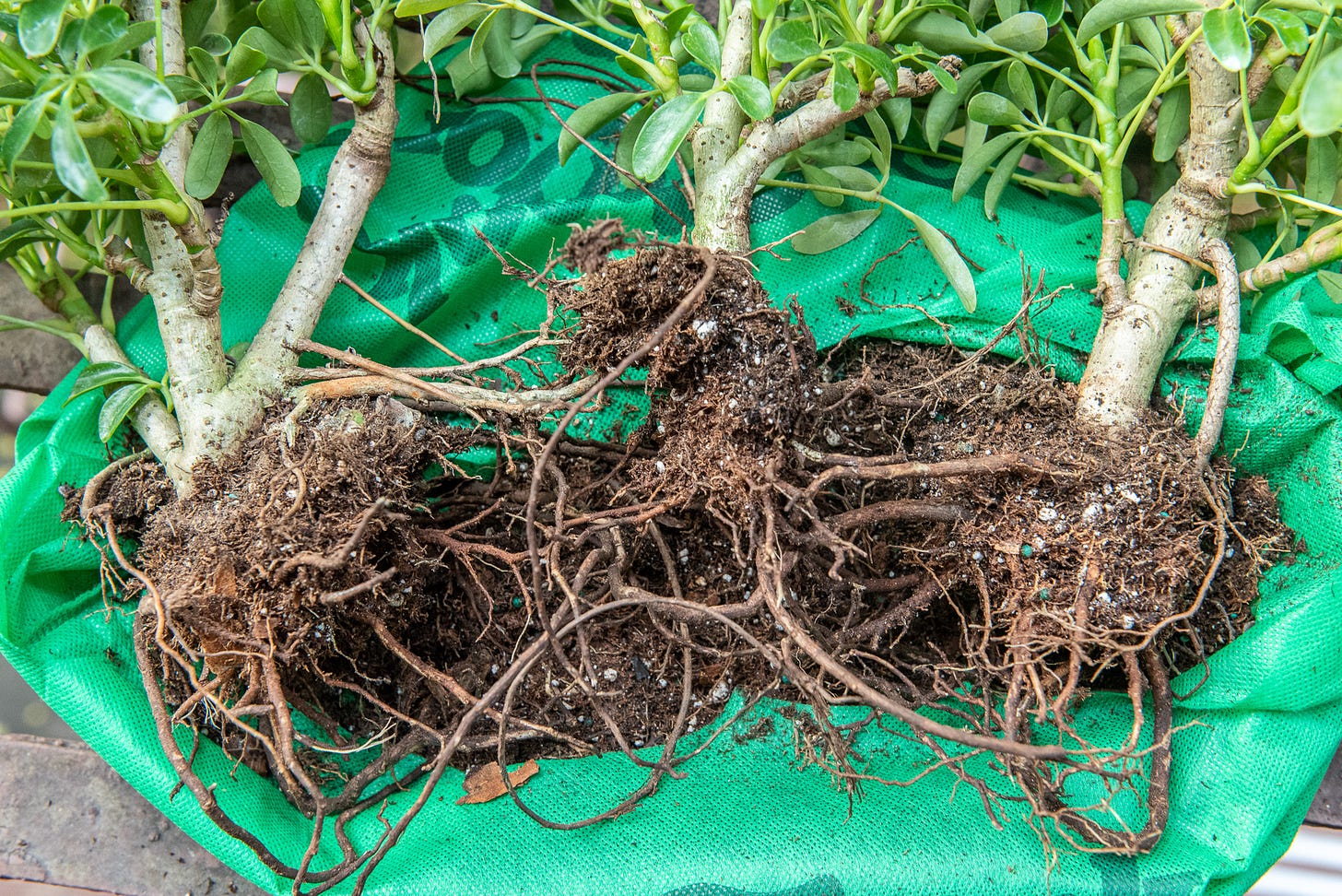 ID: Umbrella tree trunks separated, with full rootballs