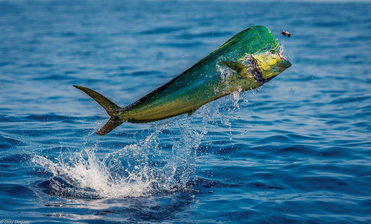 Mahi! Secret Strategies of Four Experts | Sport Fishing Mag