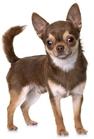 Chihuahua Dog Breed Information