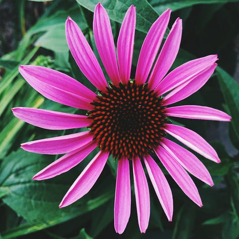 An assortment of flowers.