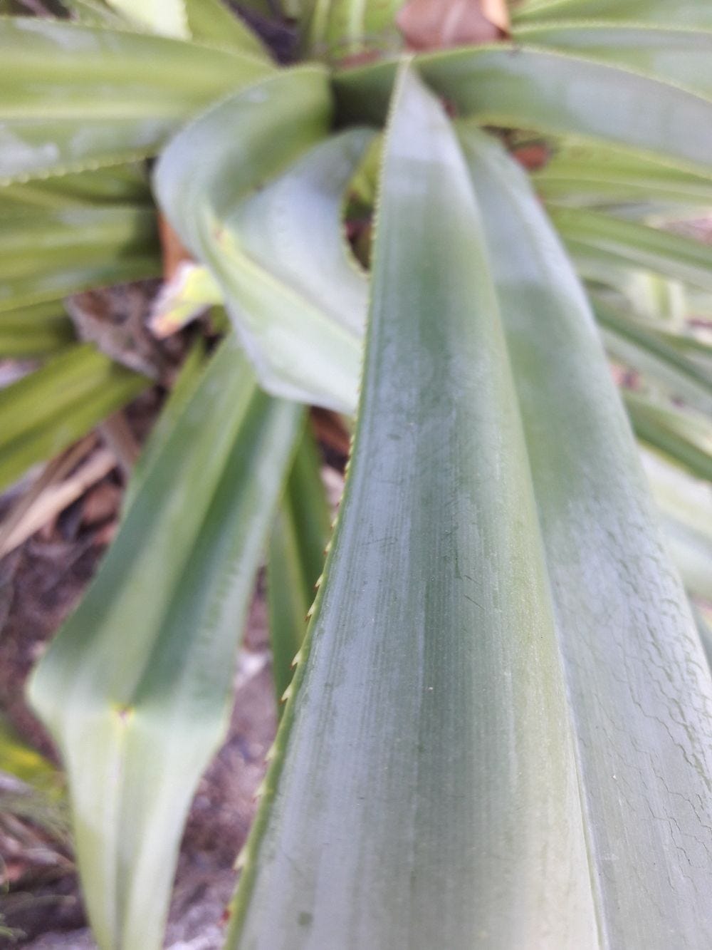 Pandanus spiralis [Foliage closeup - Magnetic Is, 2022] sml.jpg