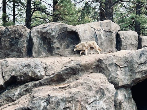 trail. wolves, reindeer, bison, bears
