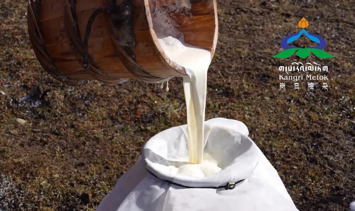 A wooden bucket pouring milk into a jar with a cloth strainer over it.