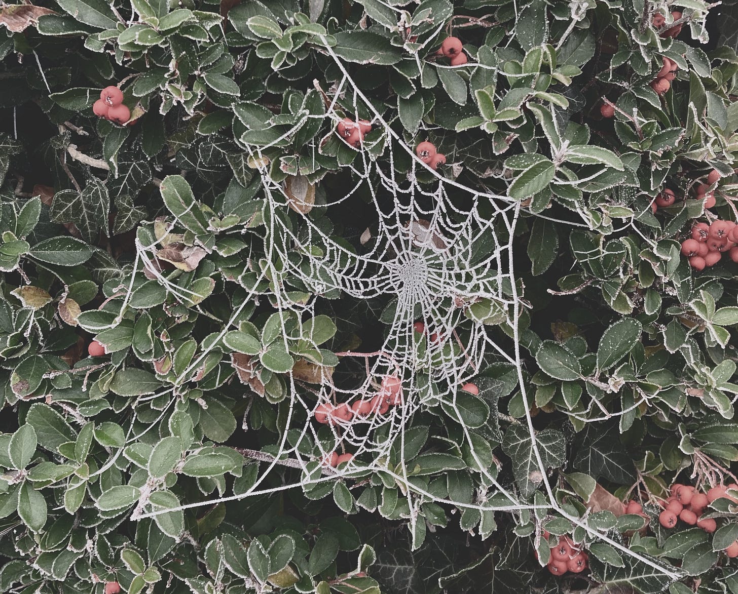 An asymmetrical frosted spider's web bedecking a holly bush in the English winter.