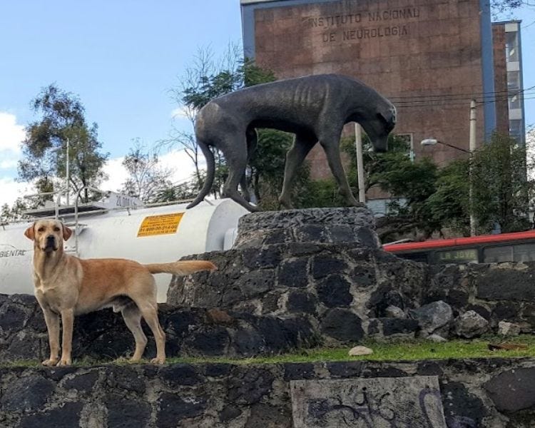 Monumento al Perro Callejero, arte público para reflexionar y ayudar a los perros sin hogar