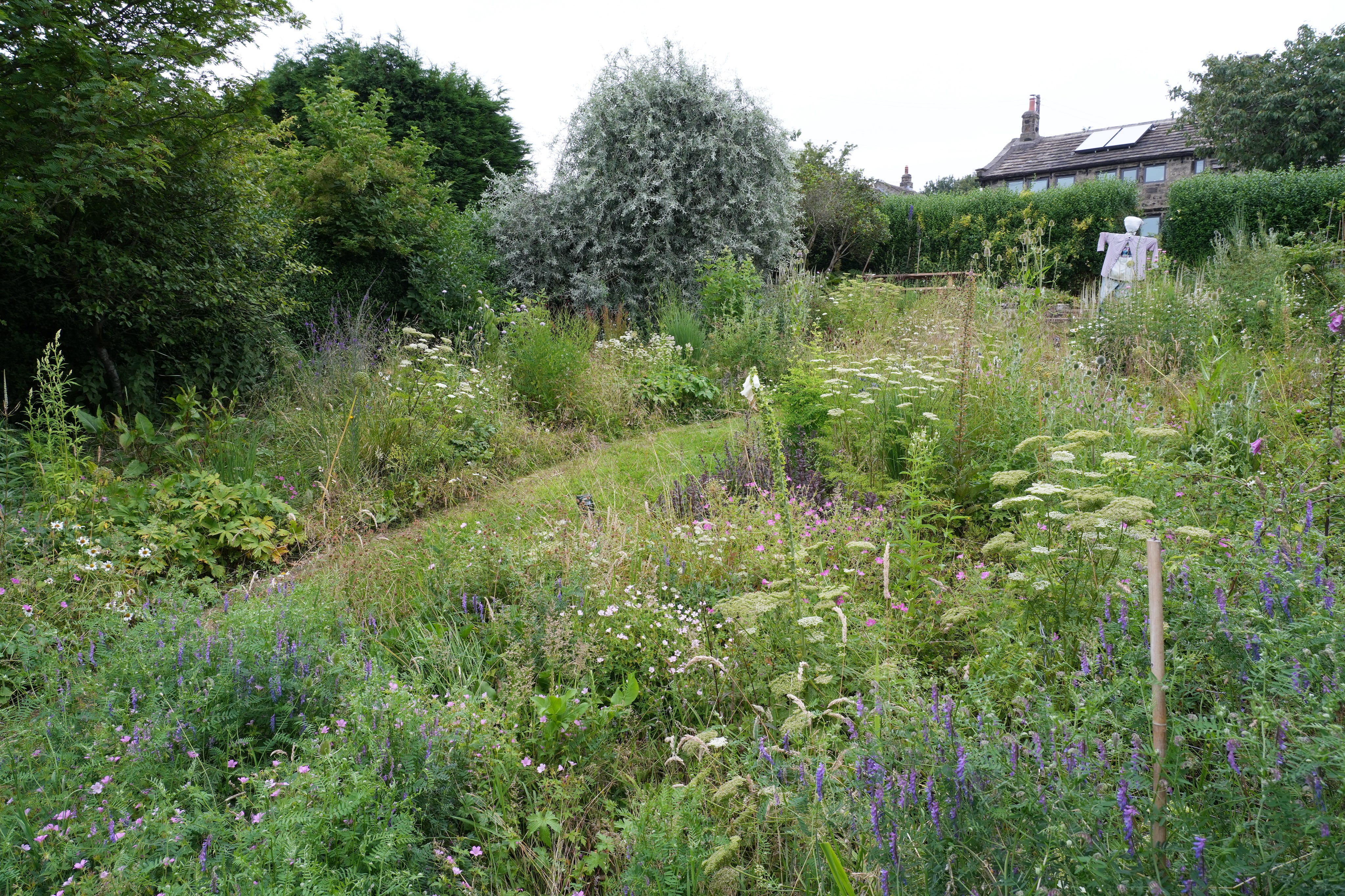 Vicia cracca | tufted vetch in our garden design
