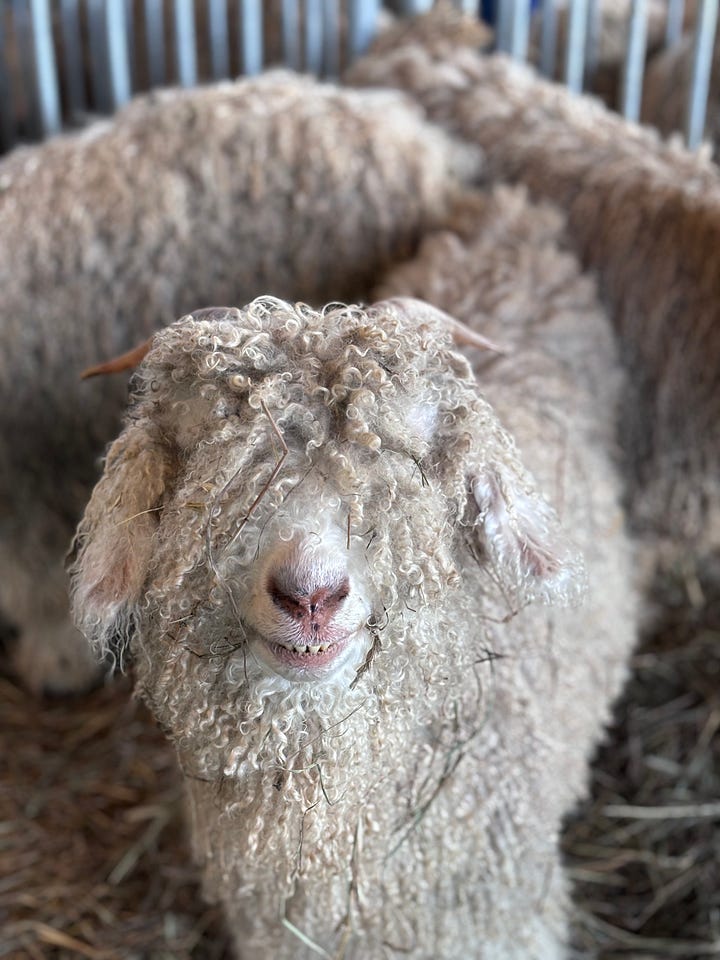 Four images depict me wearing handmade knitwear, a collection of yarns in fall colors, a smiling angora goat, and a smiling selfie with my friend