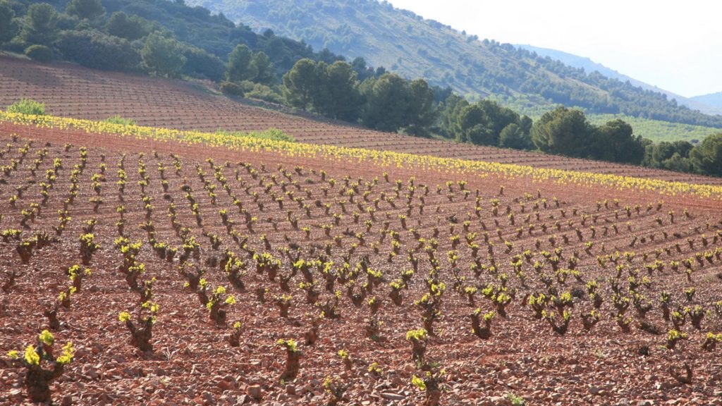 Garnacha from Aragón