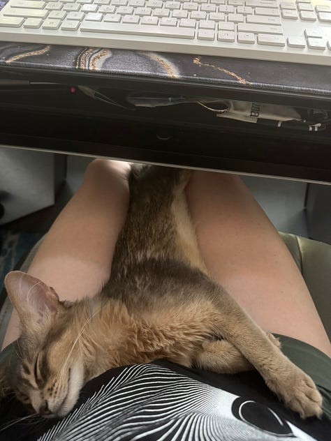 Yuzu the cat, taking a catnap.
