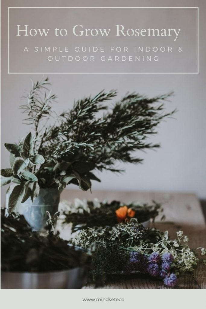 how to grew rosemary how to grew rosemary