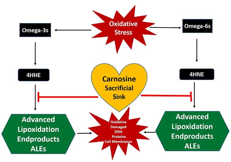 carnosine sacrificial sink