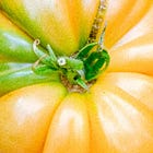 The slugs and me: An urban gardening guide (part one) 