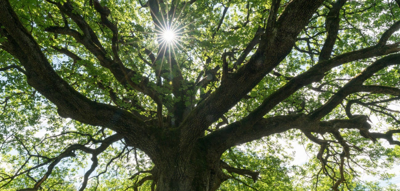 Oak - nurturers, protectors and sovereign kings of the forest