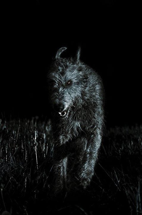 This may contain: a black dog running through the grass at night