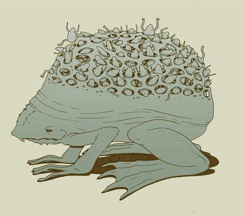 surinam_toad | Hole drawing, Animals wild, Toad